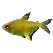 Tetra Lemon