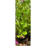 Bacopa 5cm pot