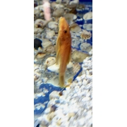 Red Bristlenose Catfish Approx 4cm