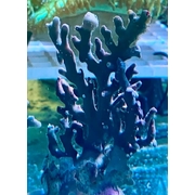 Lace Coral Purple Medium