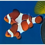 Fully QT'd Orange & White Ocellaris Clown Pair