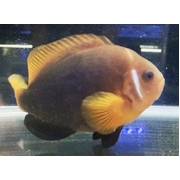 Large Adult Female Red Clown