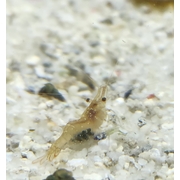 Freshwater Glass Shrimp